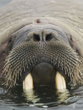 Walrus Looking Straight Ahead Fotografie-Druck