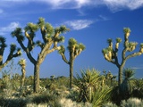 Some Joshua trees in the Joshua Tree national park, california (USA) Photographie par Theo Allofs