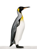 King penguin Photographic Print by Josh Westrich