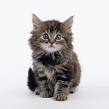 Tabby Kitten Photographic Print by Pat Doyle
