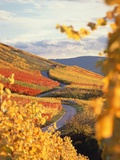 Vineyards in autumn in Esslingen/Neckar Photographic Print by Herbert Kehrer