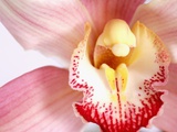 Pink and Yellow Orchid Photographic Print by Larry Dale Gordon