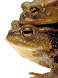 Two european toads Photographie par W. Krecichwost