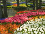 Spring Tulips by Stream Photographic Print by Mark Bolton