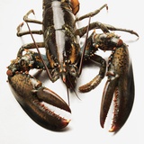 Lobster Photographic Print by Rainer Holz