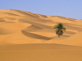 Palm Tree in Desert Photographic Print by Frank Lukasseck