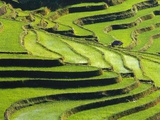 Terraced rice fields in Yunnan Province, China Photographic Print by Frank Lukasseck