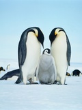 Two emperor penguins with fledgling Photographic Print by Hans Reinhard