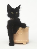 Black Kitten Sitting in Plant Pot Photographic Print by Pat Doyle