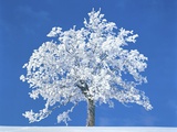 Single beech in the black forest, Germany Photographic Print by Herbert Kehrer