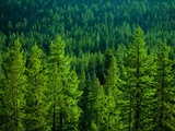 Pine Forest in Yosemite National Park Photographic Print by Cody Wood