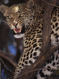 Snarling Leopard in Tree Photographie par Theo Allofs