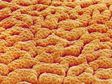 Mucous Membrane from Stomach of a Rat Lámina fotográfica por Micro Discovery