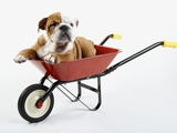 English Bulldog Puppy in a Wheelbarrow Photographic Print by Peter M. Fisher