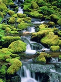 USA, Washington, Olympic National Park, creek with moss and rocks Photographie par Theo Allofs