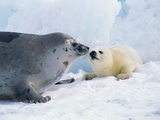 Harp seal mother and pup Photographie par Tom Brakefield