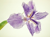 Sword lily Photographic Print by Josh Westrich