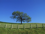 Tree and Fence in Pasture Photographic Print by Craig Aurness