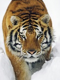 Male Siberian Tiger in Snow Photographie par Andy Rouse