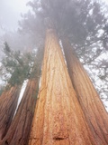 Trees in the Lost Grove Photographic Print by David Muench