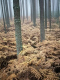 Dry Bracken in Forest Photographic Print