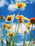 Wildflowers Photographic Print by Steve Klics