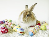 Bunny Rabbit Sitting Among Easter Eggs Photographic Print
