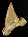 Tooth from Great White Shark Photographie par Walter Geiersperger