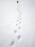 Gentoo Penguin Walking and Leaving Footprints in Snow Lámina fotográfica por John Eastcott & Yva Momatiuk Gentoo Penguin Walking and Leaving Footprints in Snow Lámina fotográfica por John Eastcott & Yva Momatiuk
