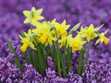 Yellow Daffodils in Purple Heather Photographic Print by Markus Botzek