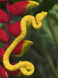 Eyelash Viper Snake on Heliconia Flower Photographic Print by Papilio 