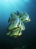 Small School of Tropical Fish Photographic Print