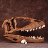 Carcharodontosaurus Skull with Human Skull Photographic Print by Louie Psihoyos