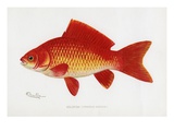 Goldfish (Carassius Auratus) Giclee Print by Sherman Foote Denton