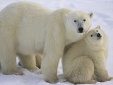 Polar Bear Mother and Cub Photographic Print by Daniel Cox