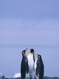 King Penguins Having a Meeting Photographic Print