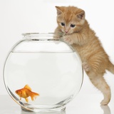 Kitten trying to get at a goldfish Photographic Print