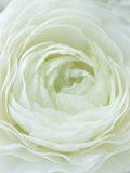 Close-up of White Flower Fotografisk tryk af Clive Nichols