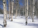 Quaking Aspens in Snow Photographic Print by James Randklev