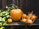 Pumpkins arranged next to a weathered fence Photographic Print by Thomas Francisco