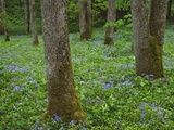 Sweet William Phlox and Yellow Trillium Blooming on Forest Floor Photographie par William Manning