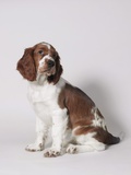 Springer spaniel Photographic Print by Arthur Baensch