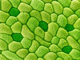 Stamen of Heartleaf Plant Photographic Print by Micro Discovery 