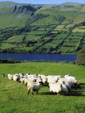 Sheep, Benbulben, Co Sligo, Ireland Photographic Print