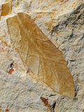 Fossil Leaf of Seed Fern Photographic Print by Walter Geiersperger