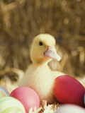 Duckling with Easter Eggs Photographic Print by Ada Summer