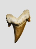 Fossil mackerel shark tooth Photographic Print