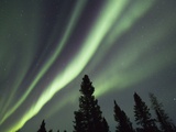 Northern Lights over Boreal Forest Photographic Print by Frank Lukasseck