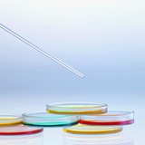 Petri Dishes Photographic Print