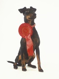 Manchester Terrier Wearing Award Ribbon Photographic Print by Pat Doyle